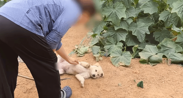 시골 멍뭉이가 살찌는 이유.gif | 인스티즈