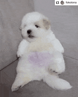 발바닥 보여주는 강아지 | 인스티즈