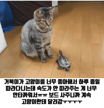 생에서 느끼지 못한 속도를 느끼는 거북이 | 인스티즈