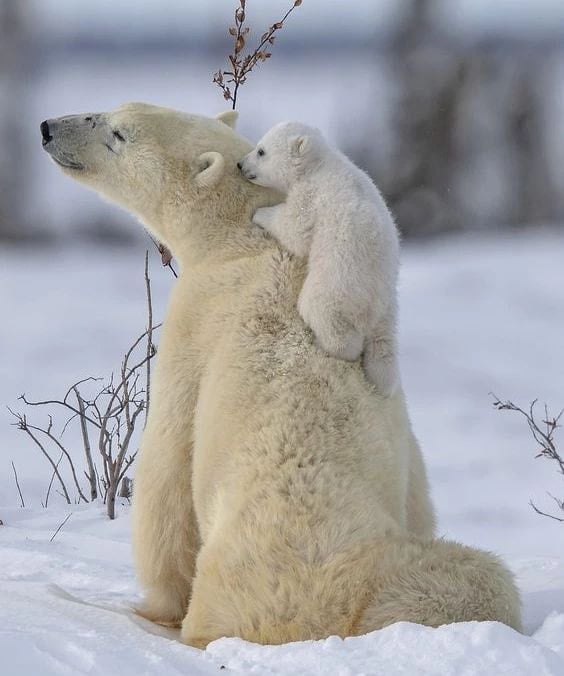 유독 엄마를 귀찮게 하고 있는 짤이 많은 아기동물.jpgif | 인스티즈