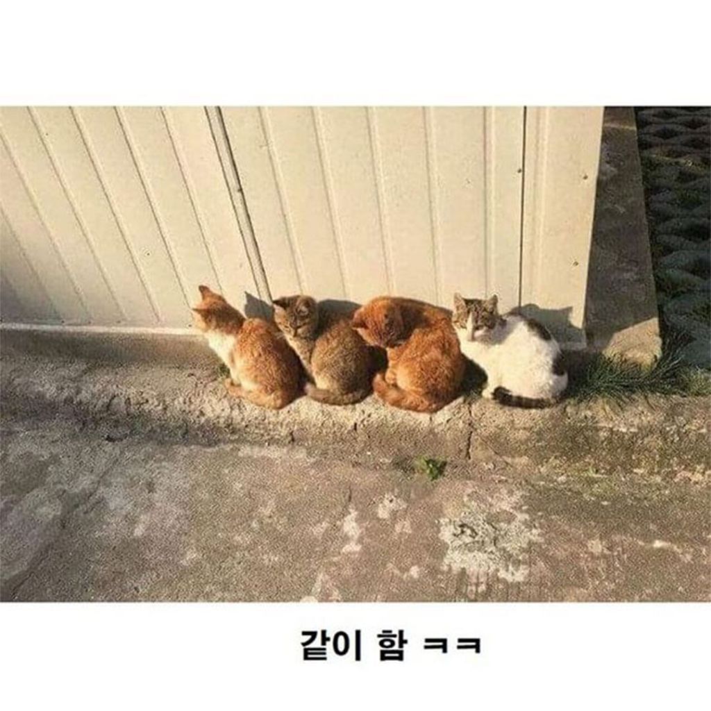 고양이로 보는 군중심리 | 인스티즈