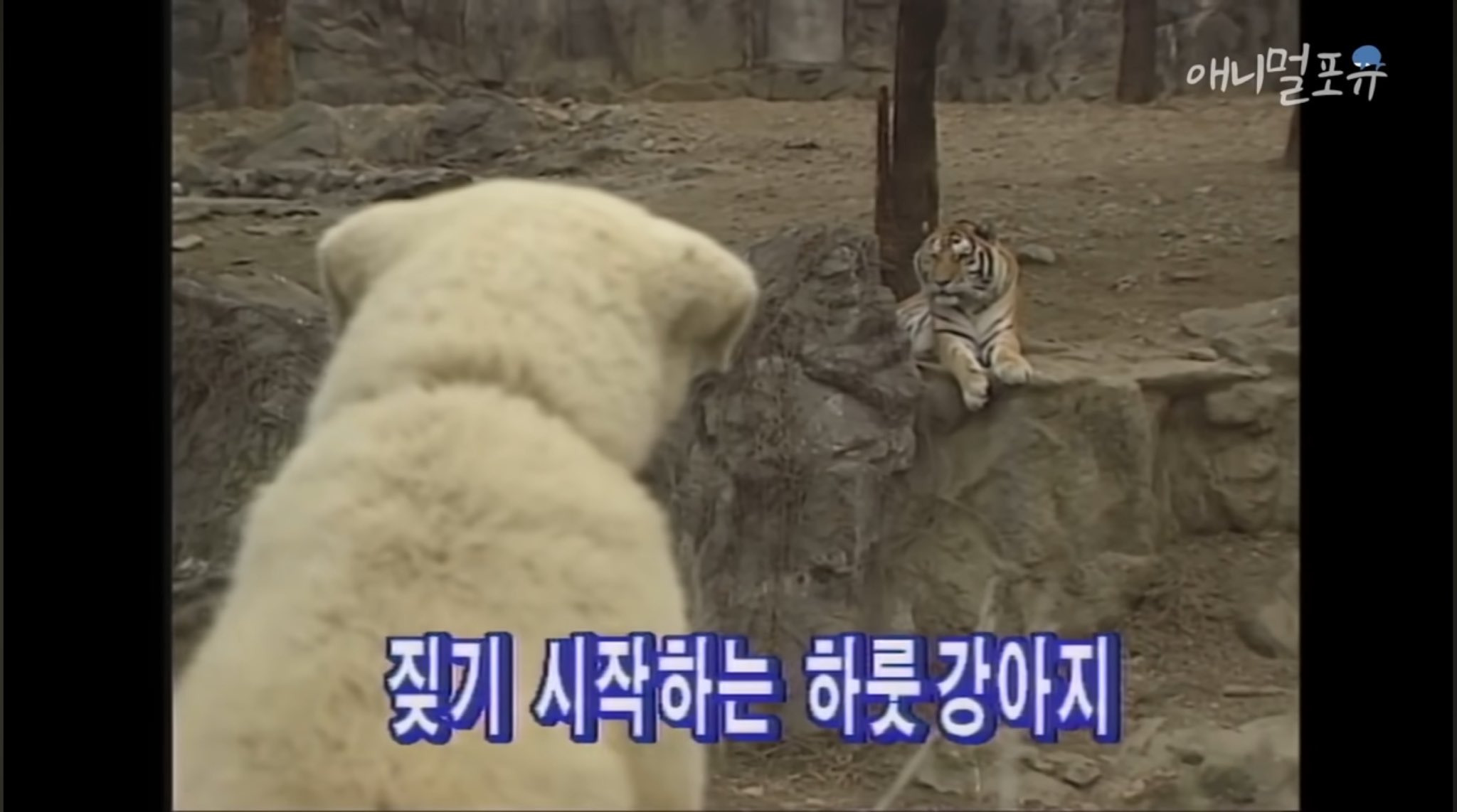 하룻강아지는 정말 범 무서운 줄 모를까? | 인스티즈