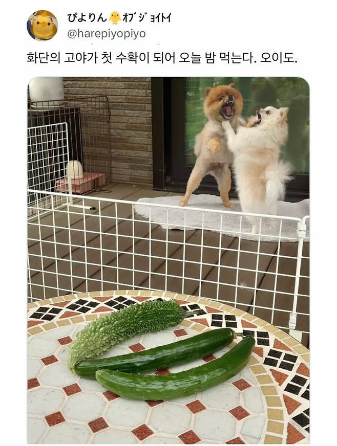 오이 사진을 올렸는데 강아지가 화제된 트윗 | 인스티즈