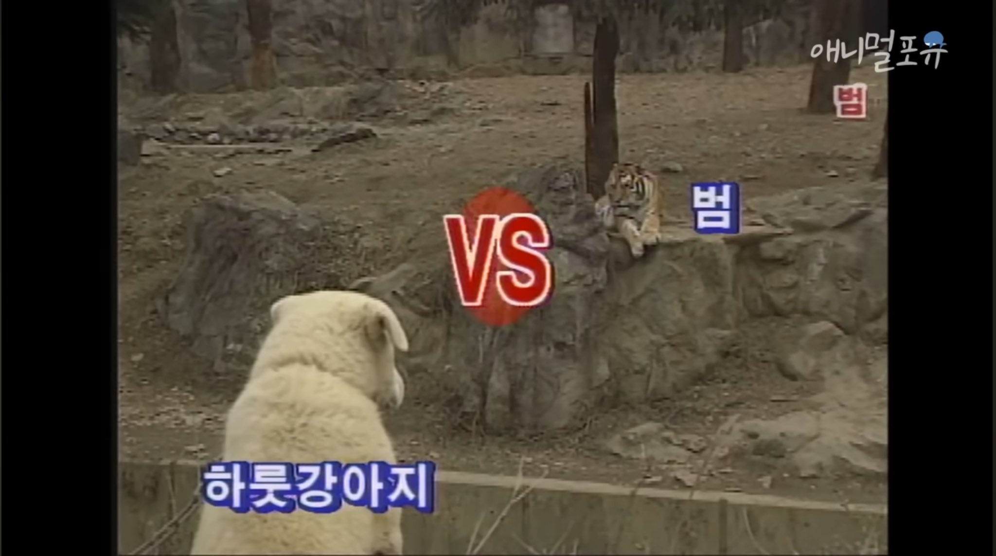 하룻강아지는 정말 범 무서운 줄 모를까? | 인스티즈