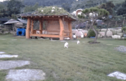 시골 똥강아지들 특징 . GIF | 인스티즈