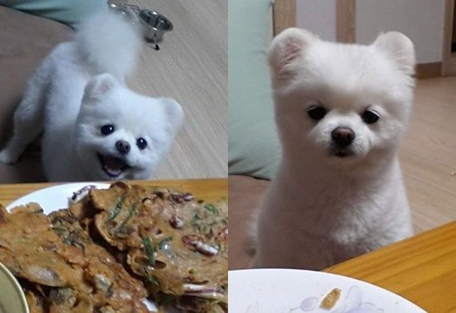 2년 가까이 소식 없는 강아지 달리.jpg | 인스티즈