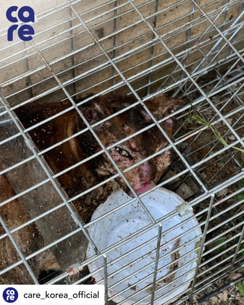 (심약자사진,영상주의) 살아있는 고양이 가두고 태우는 디씨인사이드 갤러리 | 인스티즈