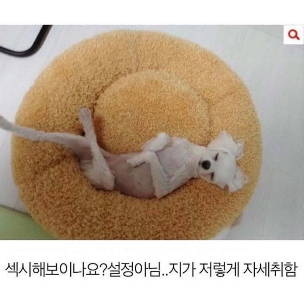 말티즈 다리가 길어봐야 얼마나 길겠어 | 인스티즈