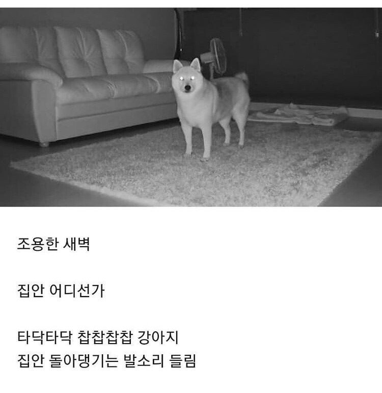 강아지 키우는 집 공감 ㅋㅋㅋㅋ | 인스티즈