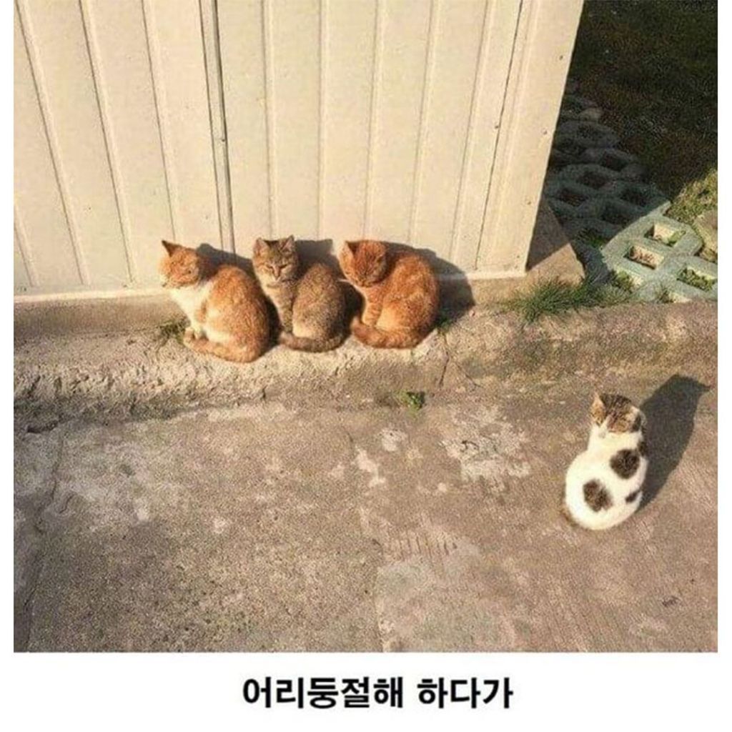 고양이로 보는 군중심리 | 인스티즈