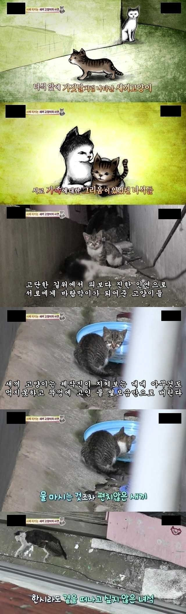 시체를 지키는 새끼고양이의 사연 | 인스티즈