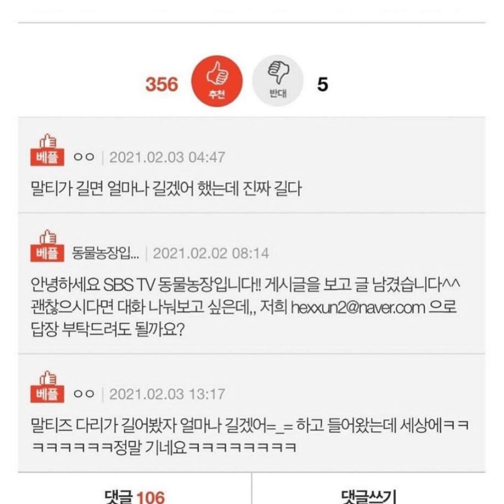 말티즈 다리가 길어봐야 얼마나 길겠어 | 인스티즈