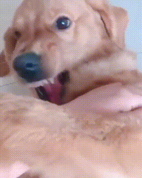 멍멍이 유치원에 멍멍이를 두고 왔더니.jpg | 인스티즈