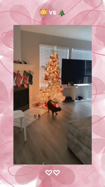 크리스마스트리🎄와 고양이🐱 | 인스티즈
