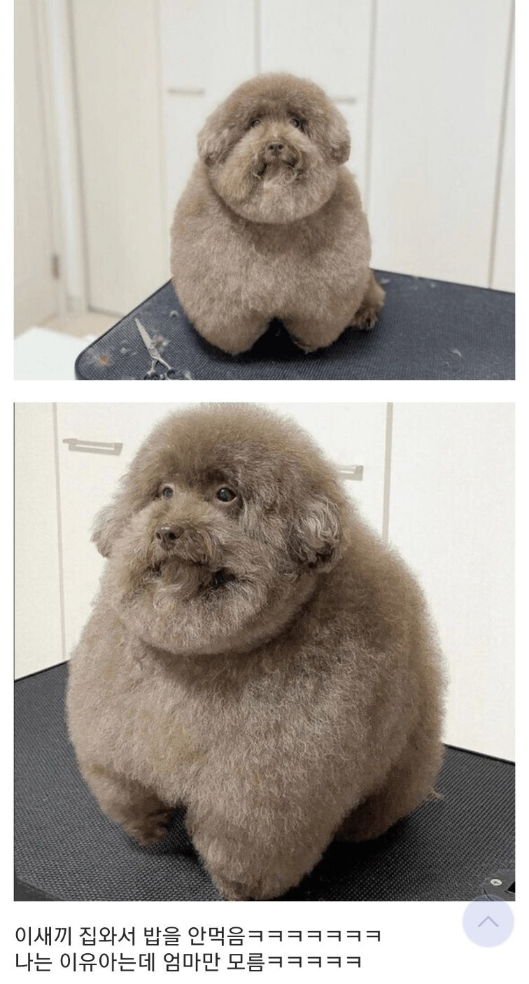 미용하고 오더니 밥을 안먹는 강아지 | 인스티즈