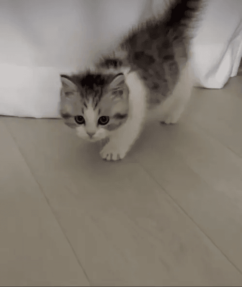 한껏 부풀린 아기고양이.gif | 인스티즈