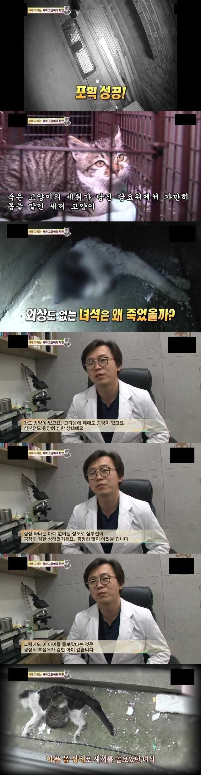 시체를 지키는 새끼고양이의 사연 | 인스티즈