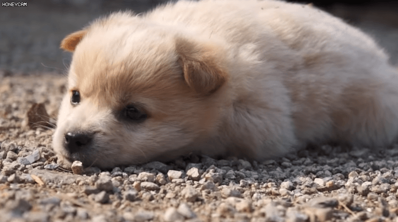 유전검사에서 '종'으로 인정받은 '시고르자브종' 강아지 | 인스티즈