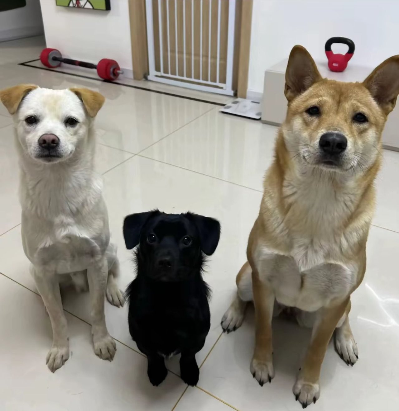 가운데 강아지가 제일 커질줄 알았음 | 인스티즈
