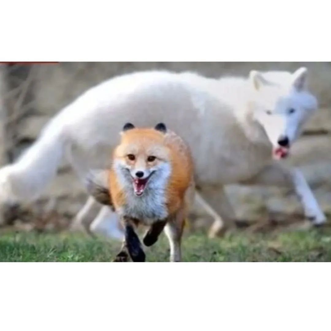 늑대 깨물고 도망가는 여우 - 유쾌방 - 엽기 혹은 진실 (세상 모든 즐거움이 모이는 곳) 늑대 깨물고 도망가는 여우