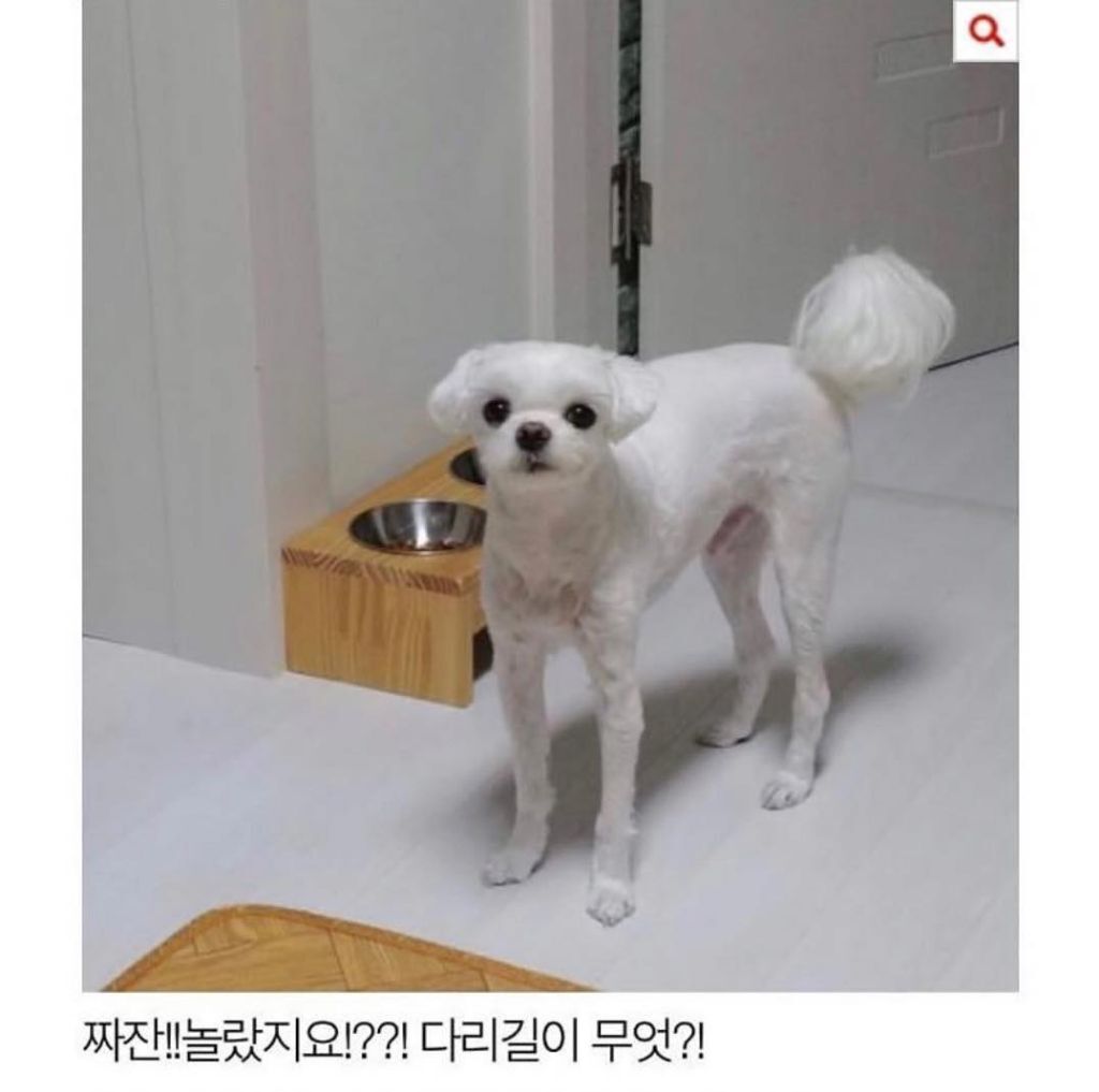 말티즈 다리가 길어봐야 얼마나 길겠어 | 인스티즈