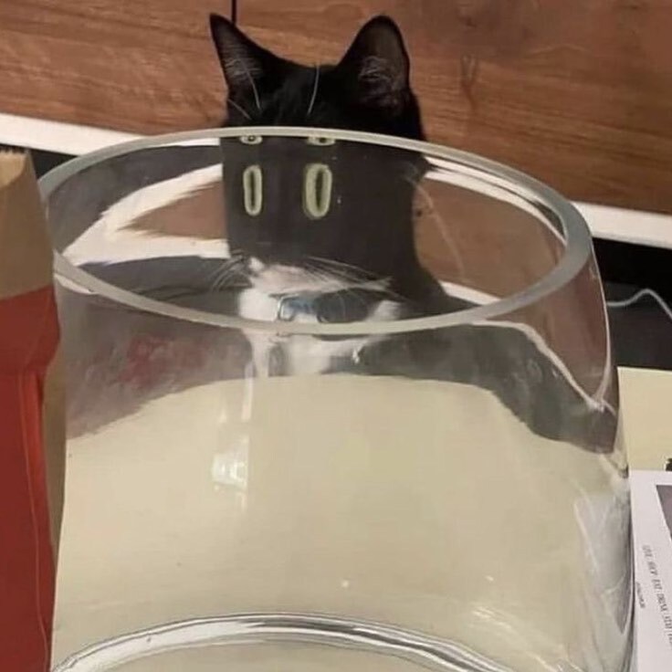 고양이는 굴곡진 유리를 통해서 봐야한다 | 인스티즈