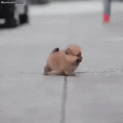 작은 강아지의 질주 | 인스티즈