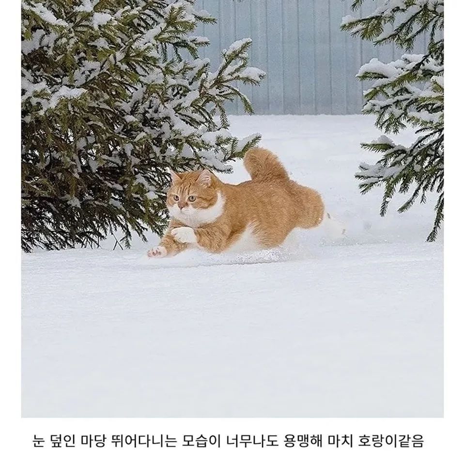 러시아의 셀럽 고양이 | 인스티즈