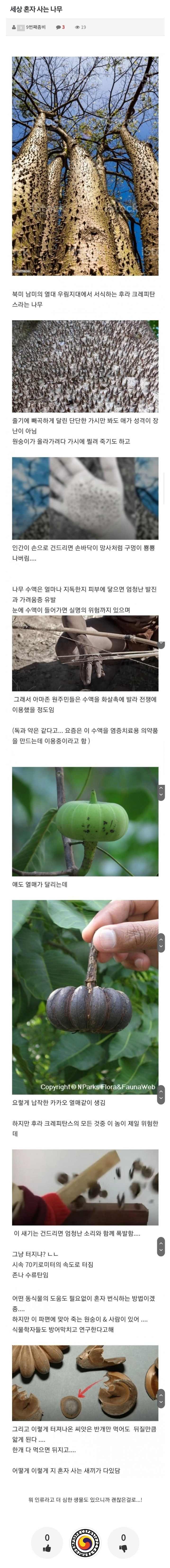 세상 혼자 사는 나무 | 인스티즈