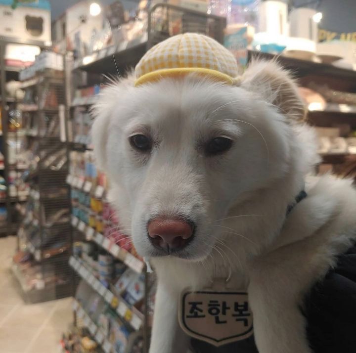 진도믹스 보고가세요 | 인스티즈