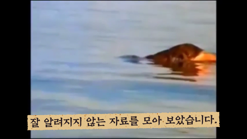 세계각국의 크립티드 영상 모음 | 인스티즈