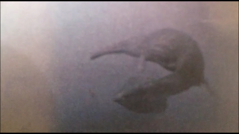 세계각국의 크립티드 영상 모음 | 인스티즈