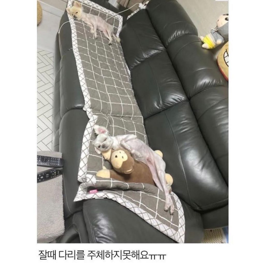 말티즈 다리가 길어봐야 얼마나 길겠어 | 인스티즈
