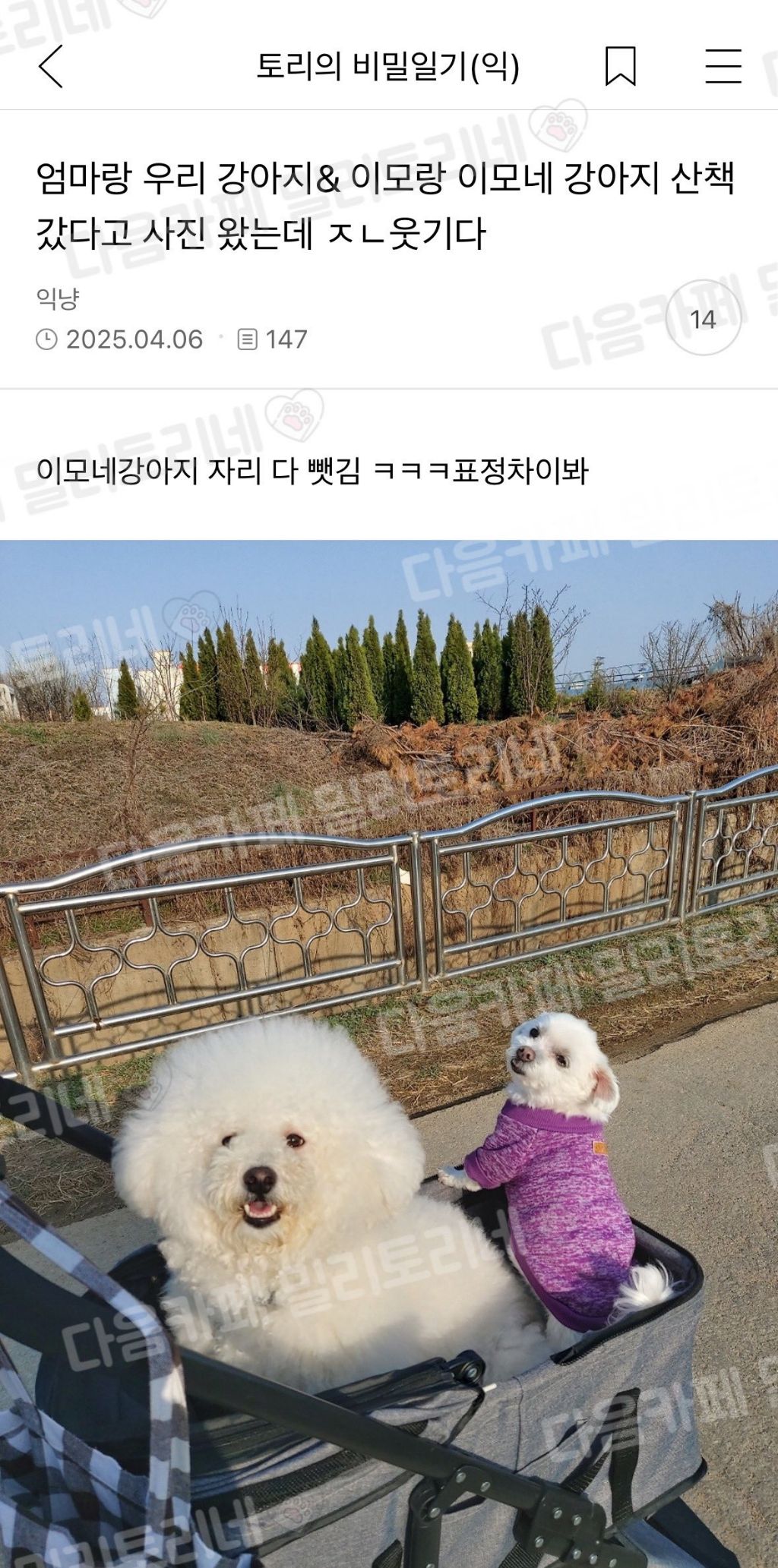 엄마랑 우리 강아지& 이모랑 이모네 강아지 산책 갔다고 사진 왔는데 웃기다 | 인스티즈