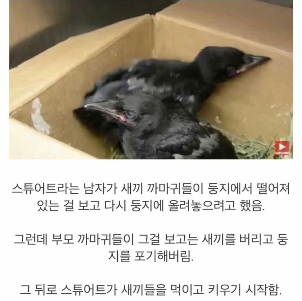 둥지에서 떨어진 새끼 까마귀를 구해줬더니 | 인스티즈