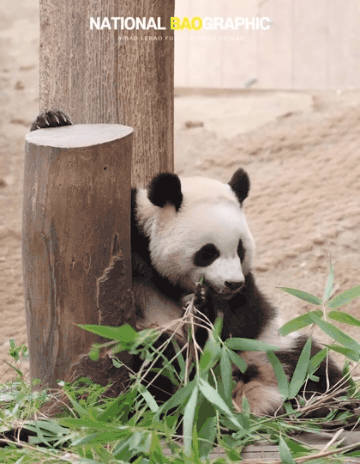 귀여움 한도초과 루이바오💜 | 인스티즈