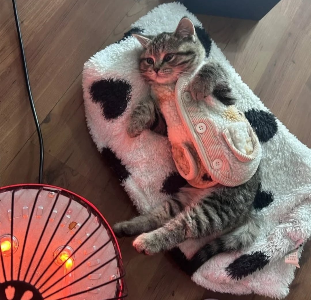 츄운 고앵 | 인스티즈