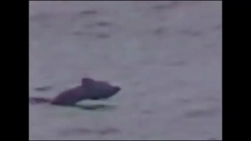 세계각국의 크립티드 영상 모음 | 인스티즈