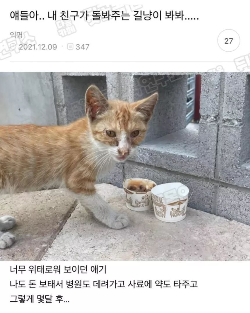 얘들아 내 친구가 돌봐주는 길냥이 봐봐ㅠ | 인스티즈