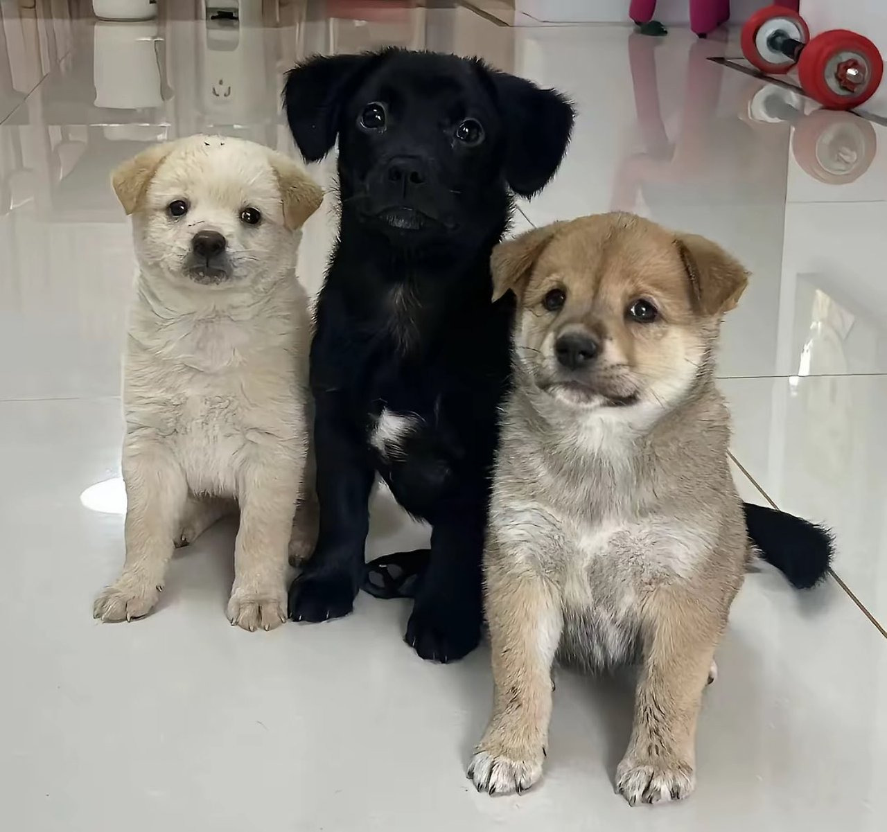 가운데 강아지가 제일 커질줄 알았음 | 인스티즈