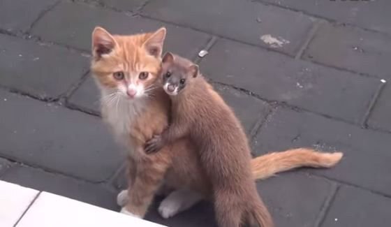 동물과 동물이 만났을 때 | 인스티즈