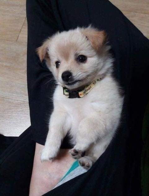 다른 집에 분양 보냈던 강아지가 집까지 찾아왔네요.jpg | 인스티즈
