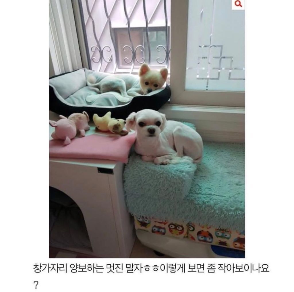 말티즈 다리가 길어봐야 얼마나 길겠어 | 인스티즈