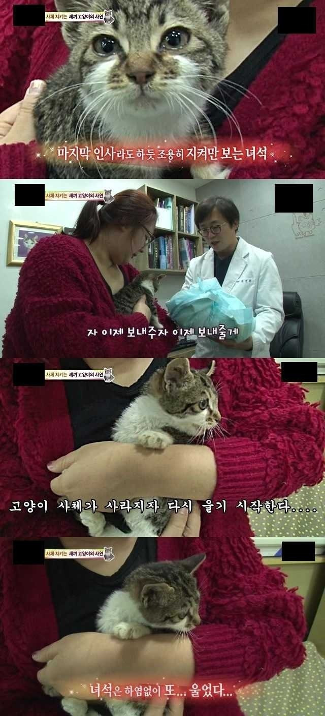 시체를 지키는 새끼고양이의 사연 | 인스티즈