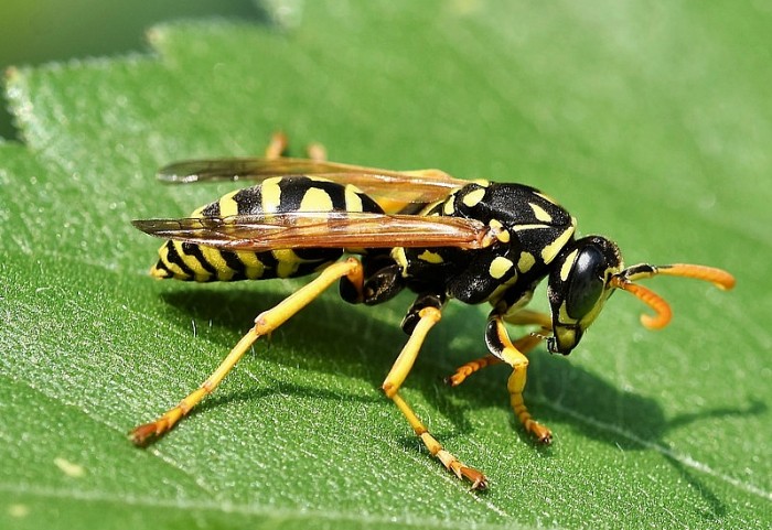 (벌주의) 생각보다 철저한 비즈니스인 관계, 꿀벌 | 인스티즈
