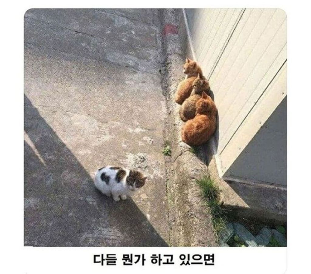 고양이로 보는 군중심리 | 인스티즈