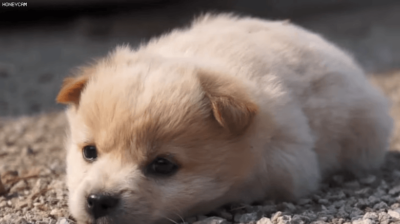 유전검사에서 '종'으로 인정받은 '시고르자브종' 강아지 | 인스티즈