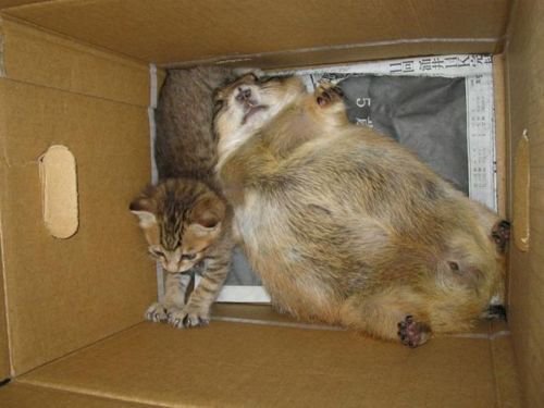 동물과 동물이 만났을 때 | 인스티즈