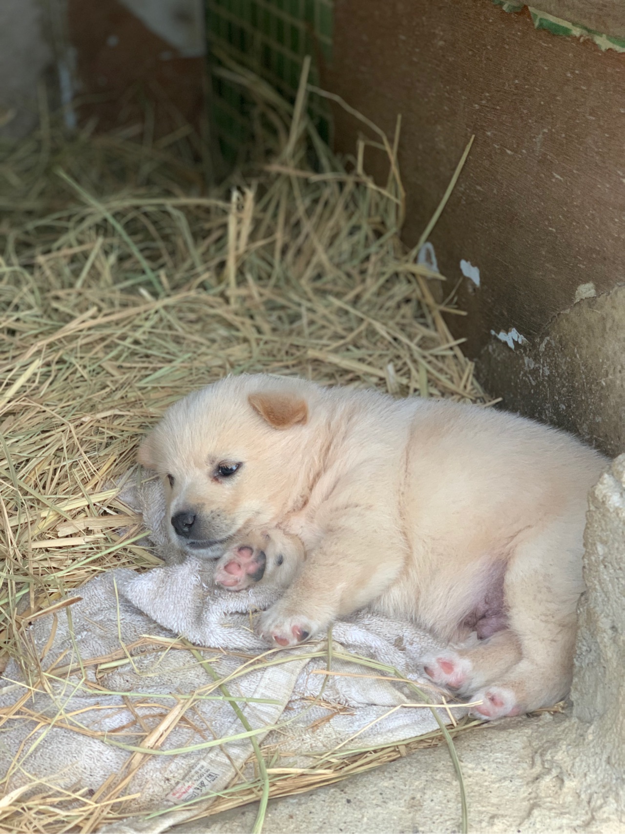 잠드는 강아지.jpg | 인스티즈