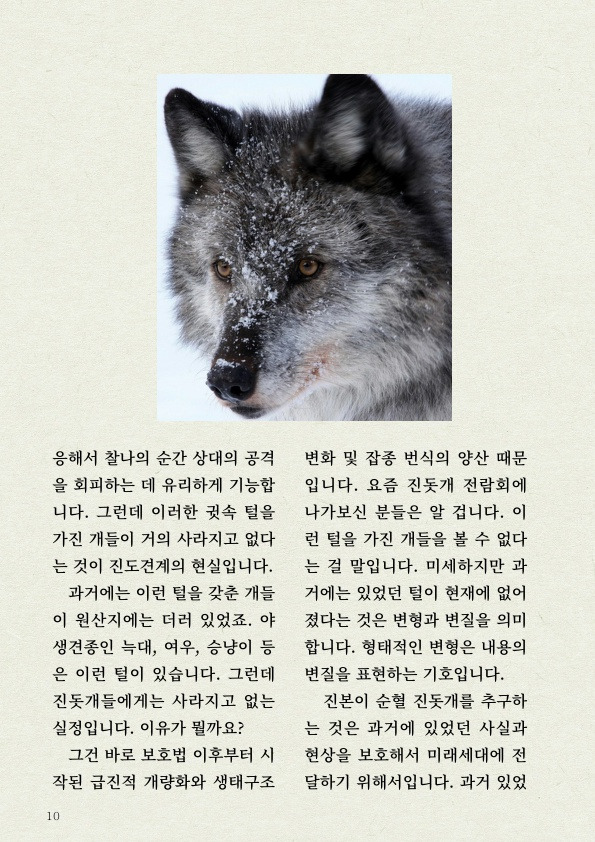 '진돗개' 타고난 감각 지능 | 인스티즈